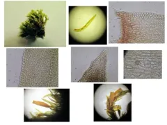 Lewinskya elegans thumbnail 3