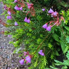 pink mountainheath thumbnail 3