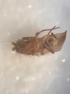 Coproica ferruginata thumbnail 4