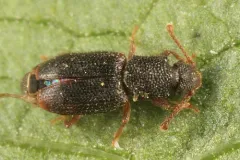 Monotoma americana thumbnail 2