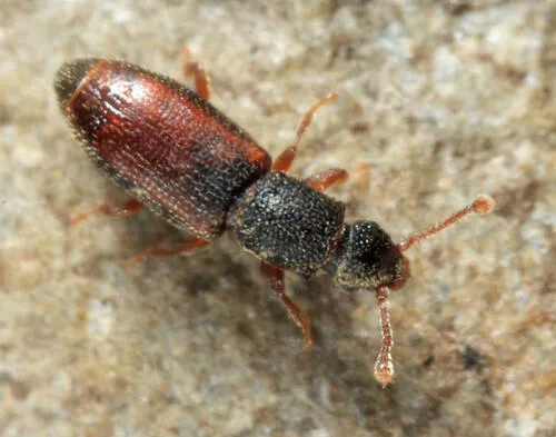 Monotoma bicolor