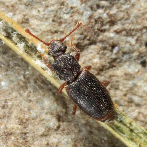 Monotoma emarginata