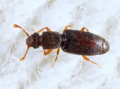 Monotoma longicollis thumbnail 2
