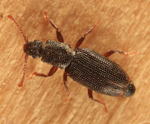 Monotoma producta