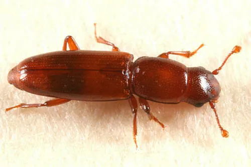 Rhizophagus cylindricus