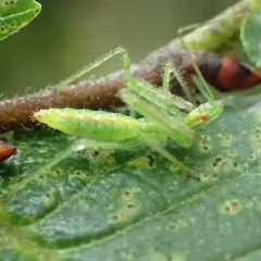 Pale Green Assassin Bug thumbnail 3