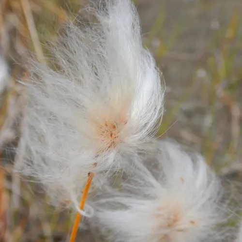 Scheuchzer's cottongrass