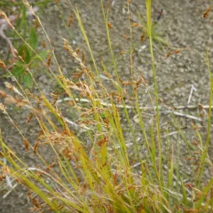 Krause's Sedge thumbnail 2