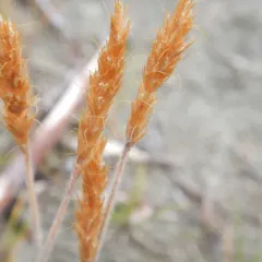 spike trisetum thumbnail 3