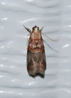 Acrobasis caryalbella thumbnail 3