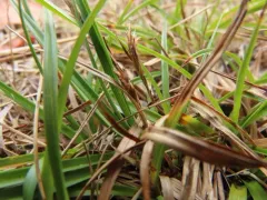 short-stemmed sedge thumbnail 1