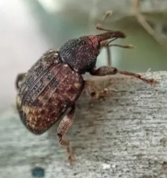 Oak Curculio thumbnail 4