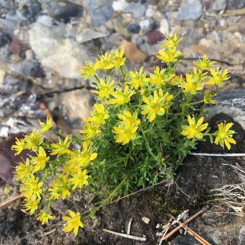 Yellow Saxifrage
