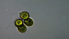 Tetrabaena socialis thumbnail 1