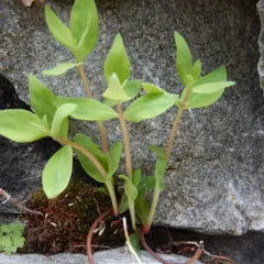 Dwarf Fireweed thumbnail 4