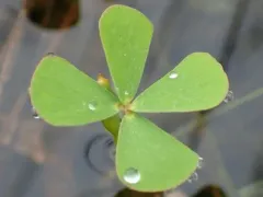 water clover thumbnail 4