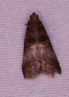 Acrobasis stigmella thumbnail 1