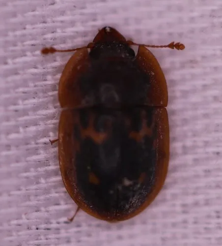 Six-spotted Sap Beetle