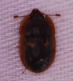 Six-spotted Sap Beetle thumbnail 1