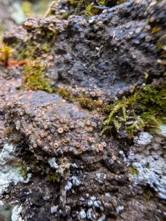Rock Dimple Lichen thumbnail 1