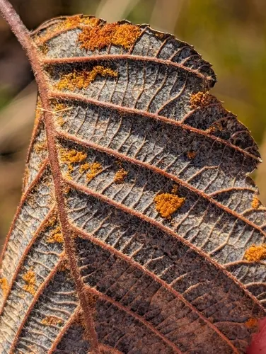 Acalitus phyllereus