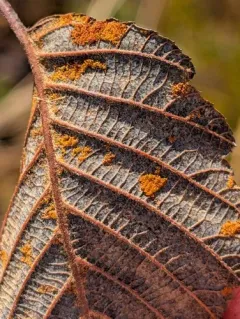 Acalitus phyllereus thumbnail 1