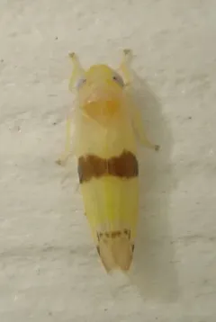 Empoa rubricola thumbnail 2