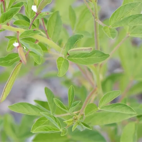 redwhisker clammyweed