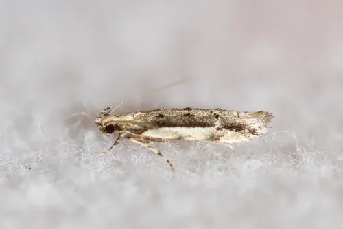 White-edged Coleotechnites Moth