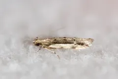 White-edged Coleotechnites Moth thumbnail 1