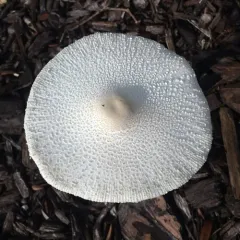 onion-stalk parasol thumbnail 4