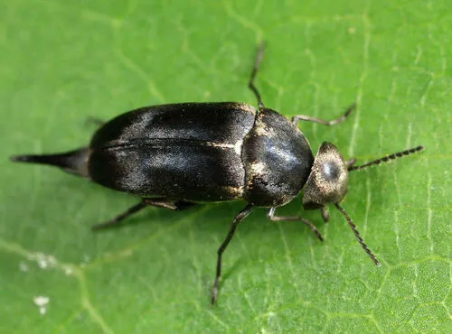Mordella lunulata