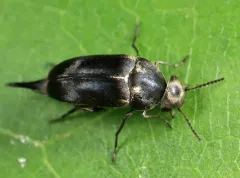 Mordella lunulata thumbnail 1