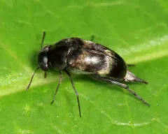 Mordellaria undulata thumbnail 2