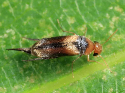 Tumbling Little-maid Flower Beetle