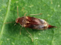 Mordellistena masoni thumbnail 3