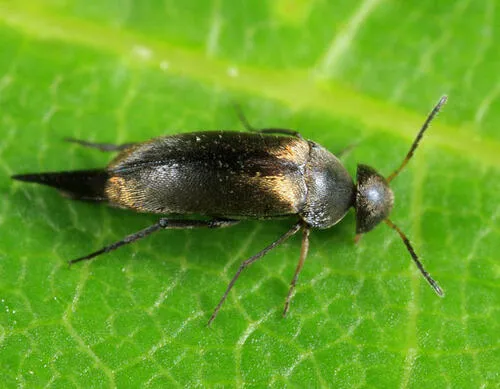 Mordellistena picilabris