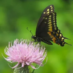 Black Swallowtail thumbnail 2