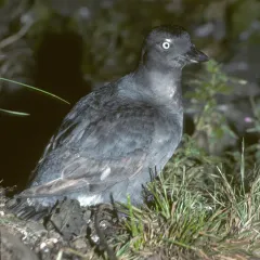 Cassin's Auklet thumbnail 4