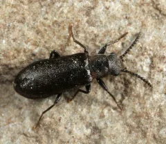 Lacconotus punctatus thumbnail 2