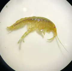 Kelp-curler amphipod thumbnail 2