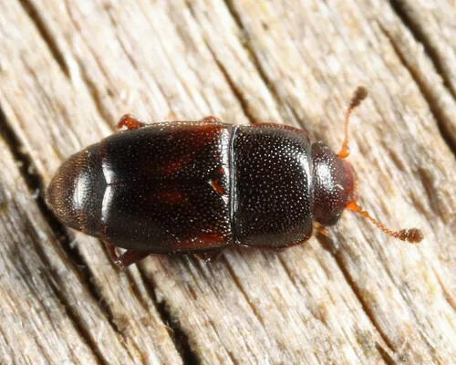Carpophilus antiquus