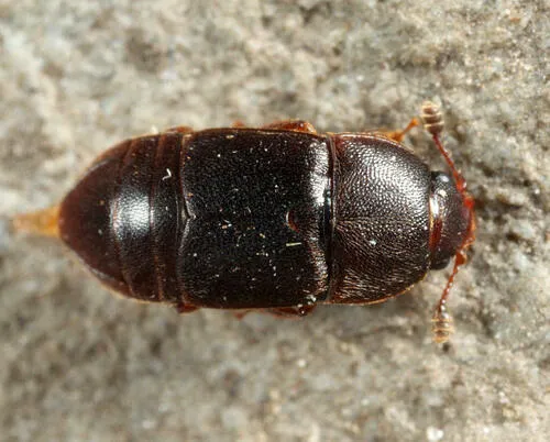 Colopterus unicolor