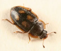 Epuraea flavomaculata thumbnail 4