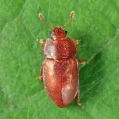 Epuraea obliqua thumbnail 2