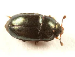 Brassicogethes simplipes thumbnail 3
