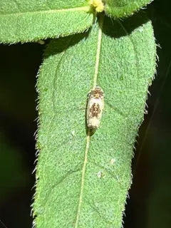 Mesamia nigridorsum thumbnail 4