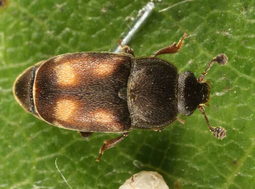 Nitidula carnaria