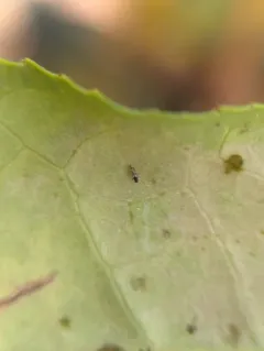 Greenhouse Thrips thumbnail 3