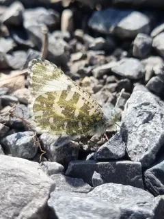 Northern Marble thumbnail 2